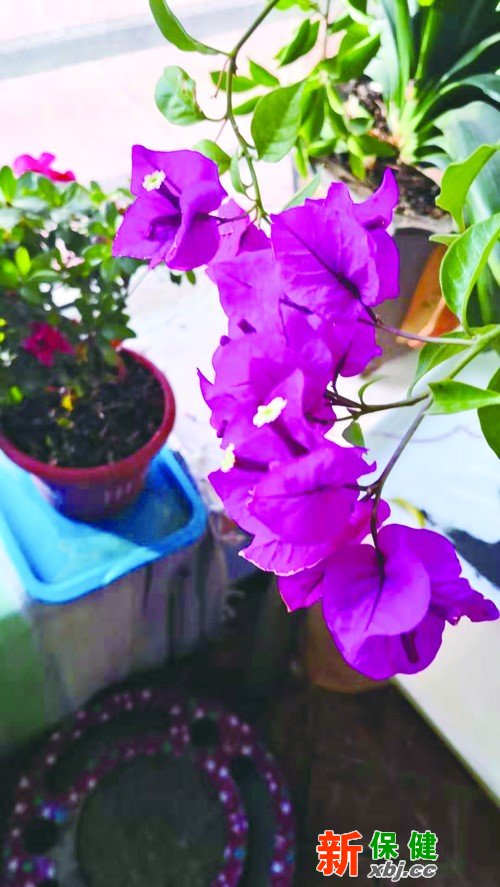 冬天適合在家養(yǎng)的花，讓寒冷冬日芬芳滿(mǎn)屋